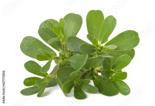 Common purslane photo