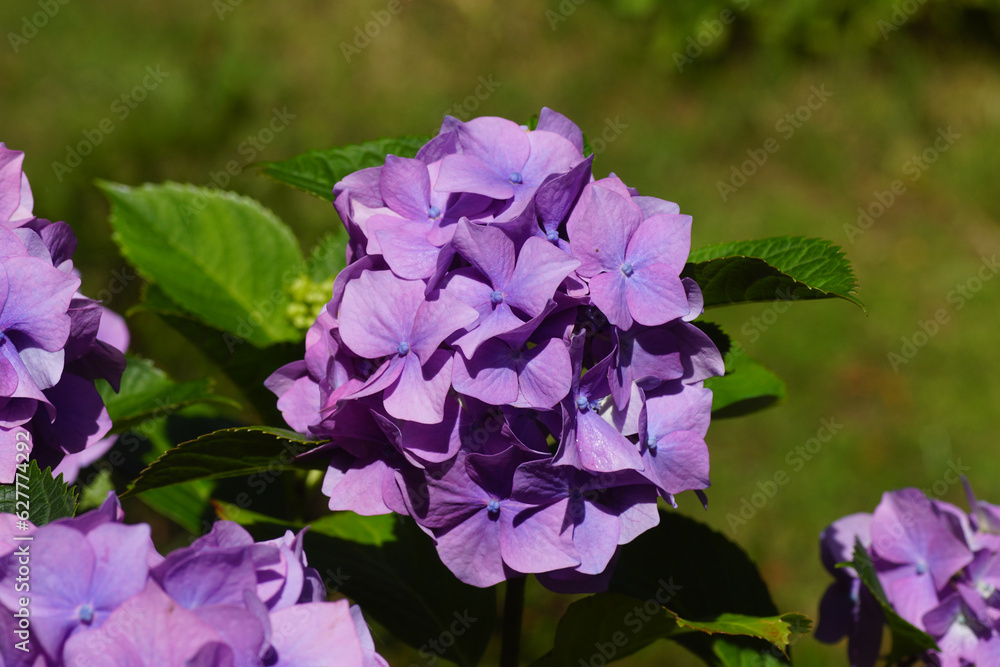 Closeup pink, purple flowers of Hortensia (Hydrangea macrophylla). Family Hydrangeaceae. Background, texture, pattern, Summer, July, Dutch garden Closeup pink, purple flowers of Hortensia (Hydrangea macrophylla). Family Hydrangeaceae. Background, texture, pattern, Summer, July, Dutch garden