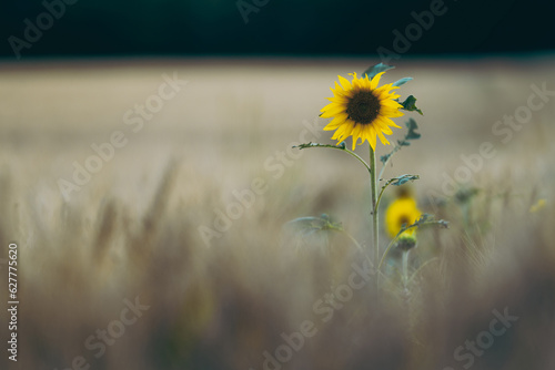 Sunflower on a field