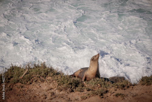 Sea Lion Playing in the Surf