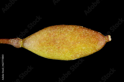 Common Whitlowgrass (Draba verna). Fruit Closeup photo