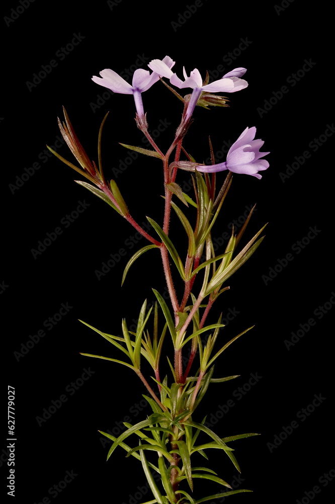 Naklejka premium Creeping Phlox (Phlox subulata). Habit