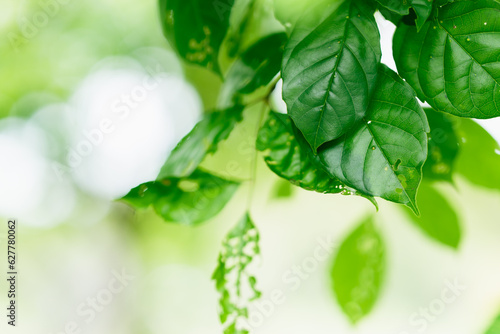 Closeup nature view of green leaf on sunlight using as background and fresh ecology wallpaper concept