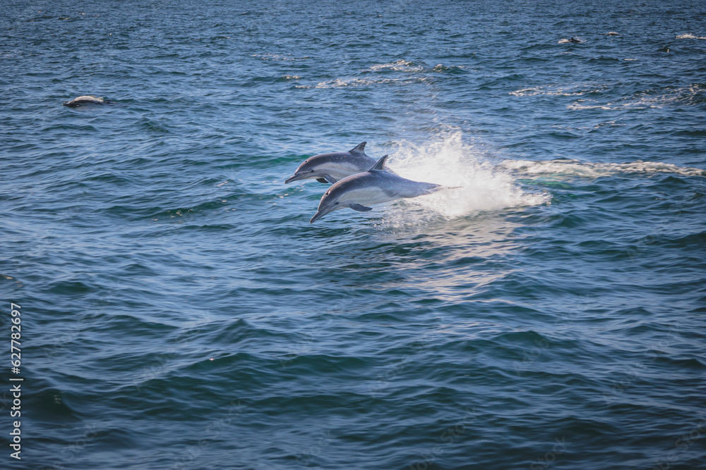 Fototapeta premium Common dolphins swimming off San Diego coast