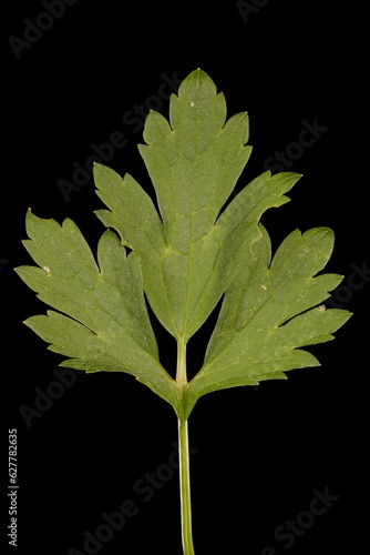 Creeping Buttercup (Ranunculus repens). Leaf Closeup