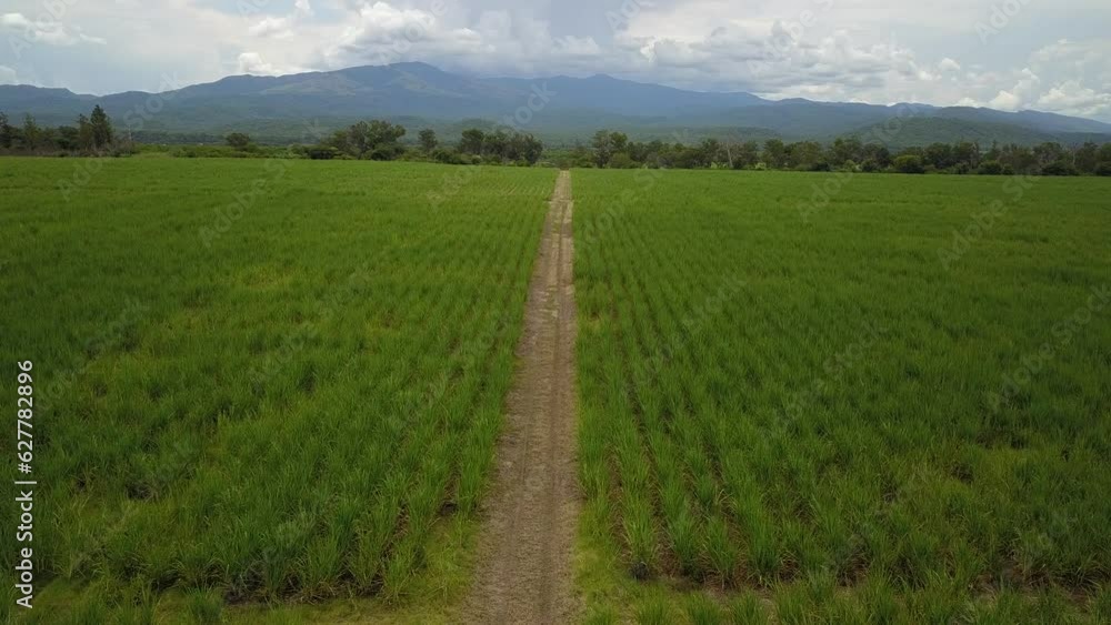 sugarcane cultivation in northwestern Argentina sugarcane cultivation in northwestern Argentina