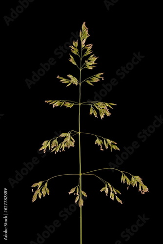 Smooth Meadow Grass (Poa pratensis). Inflorescence Closeup