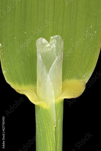 Reed Canary Grass (Phalaris arundinacea). Ligule and Leaf Sheath Closeup