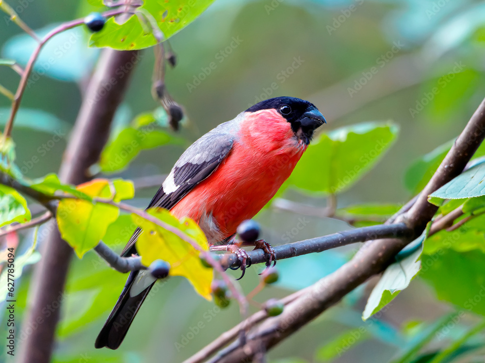 Male bullfinch sitting in a bird cherry bush Male bullfinch sitting in a bird cherry bush