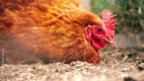 Free range hen in farmyard pecking for food  photo
