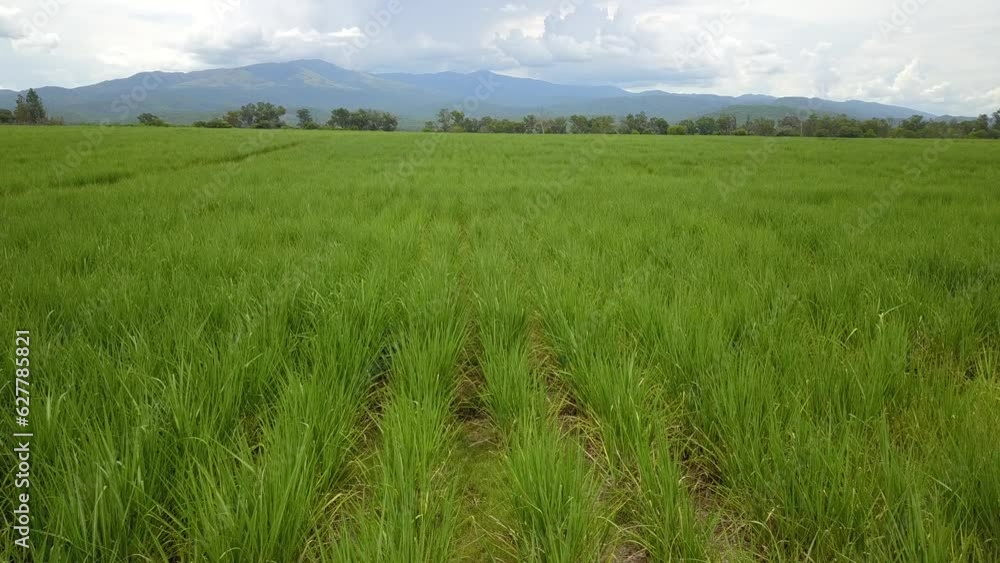 sugarcane cultivation in northwestern Argentina sugarcane cultivation in northwestern Argentina