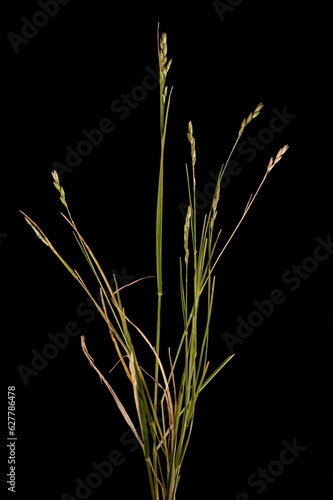 Heath Grass (Danthonia decumbens). Habit