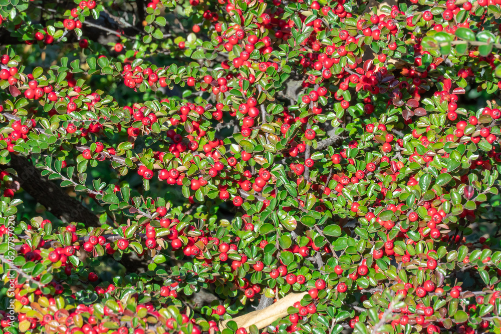 Bunches of ripe red berry cotoneaster in autumn garden. Horizontal branch with green young fresh leaves. Ornamental plant used in hedges. Fruit berry bush. Plant for garden art design landscape.