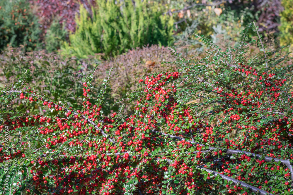 Bunches of ripe red berry cotoneaster in autumn garden. Horizontal branch with green young fresh leaves. Ornamental plant used in hedges. Fruit berry bush. Plant for garden art design landscape. Bunches of ripe red berry cotoneaster in autumn garden. Horizontal branch with green young fresh leaves. Ornamental plant used in hedges. Fruit berry bush. Plant for garden art design landscape.