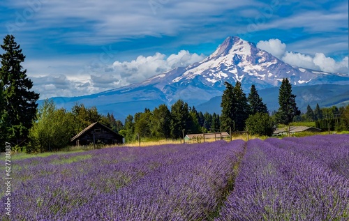 A brilliant lavender flower field with an abandoned cabin and Mt Hood in the background near Parkdale Oregon photo