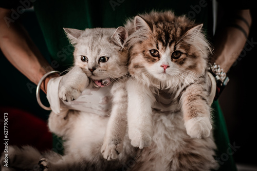 The little cat took a portrait photo with a beautiful moment taken by the Vietnamese pet-loving community