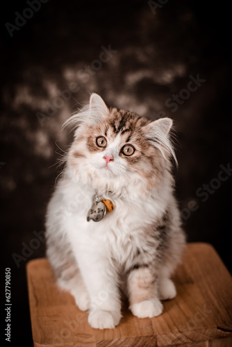 The little cat took a portrait photo with a beautiful moment taken by the Vietnamese pet-loving community