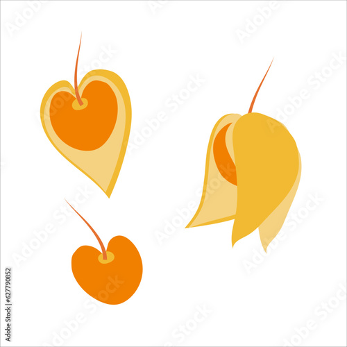 Flat style botanical illustration. Orange flower and fruit of vegetable physalis
