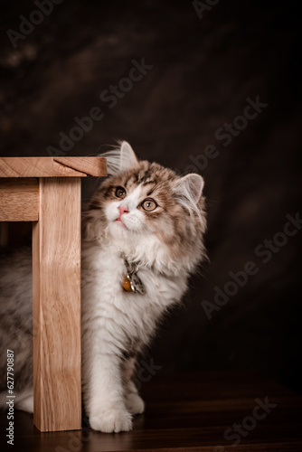 The little cat took a portrait photo with a beautiful moment taken by the Vietnamese pet-loving community