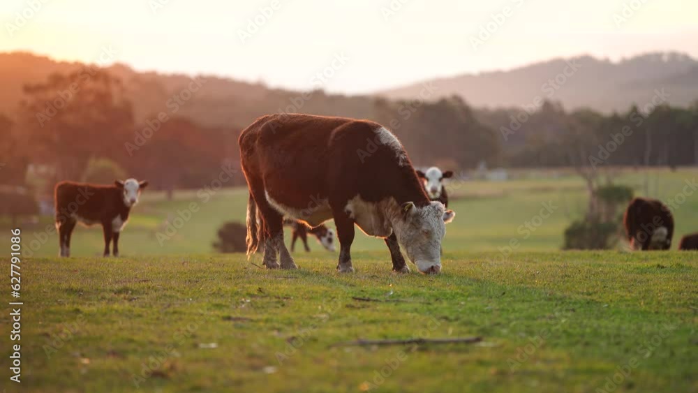 Cows grazing at sunset on a farm Cows grazing at sunset on a farm