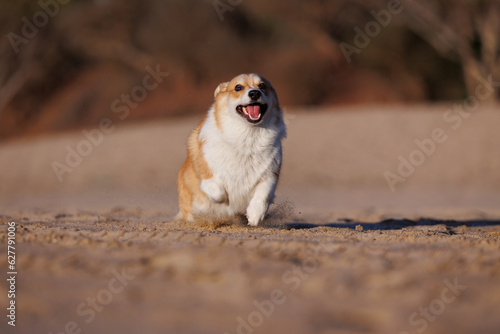 Funny welsh corgi pembroke running on the sandy beach
