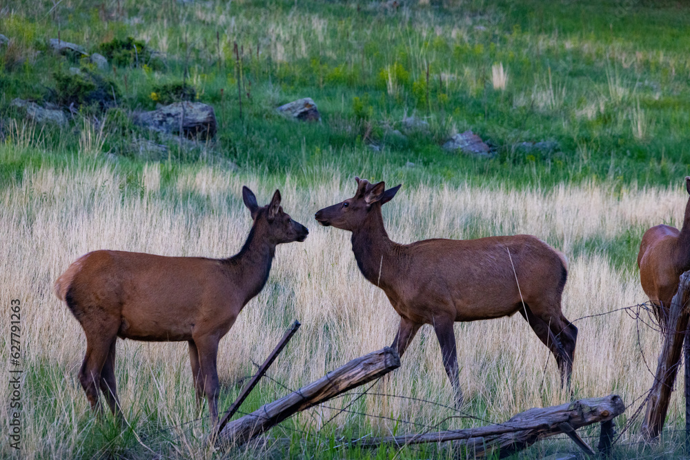Fototapeta premium Elk in Elk meadows, Evergreen