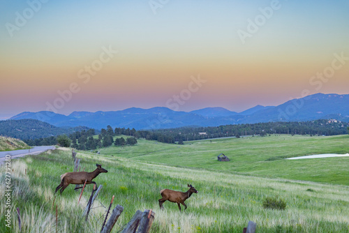 Elk in Elk meadows, Evergreen