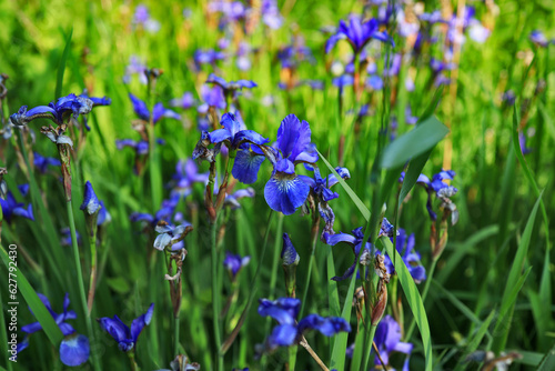 Siberian iris, field plant, Polska