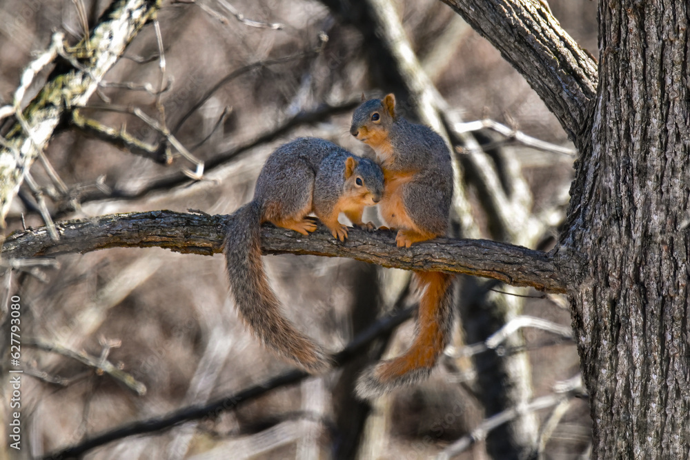 Two Eastern Fox Squirrels sitting on Maple Tree Branch Two Eastern Fox Squirrels sitting on Maple Tree Branch