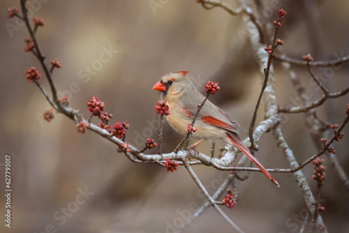Female Northern Cardinal bird perched in Maple Tree, surrounded by red leaf buds