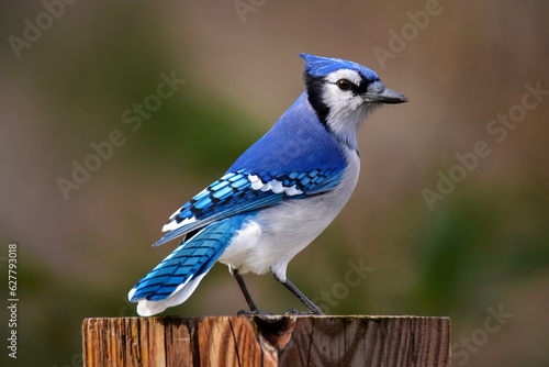 Blue Jay Bird Perched on Wooden Post