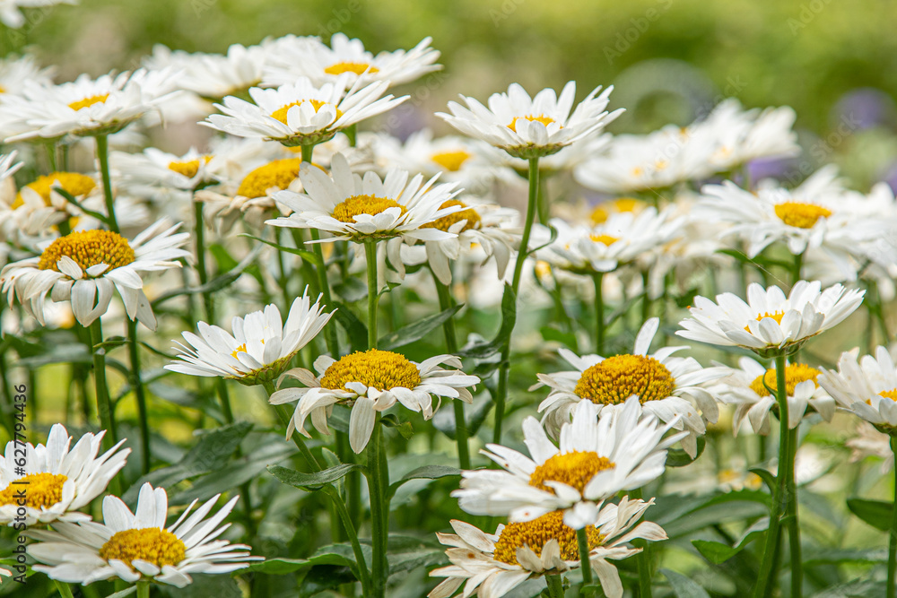 Fototapeta premium A bush of white daisies in the garden. Summer flower. Gardening. Buds close up. Chamomile petals. Floral background. Flora plant