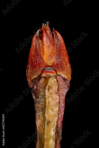 High-Bush Blueberry (Vaccinium corymbosum). Pseudoterminal Bud Closeup photo