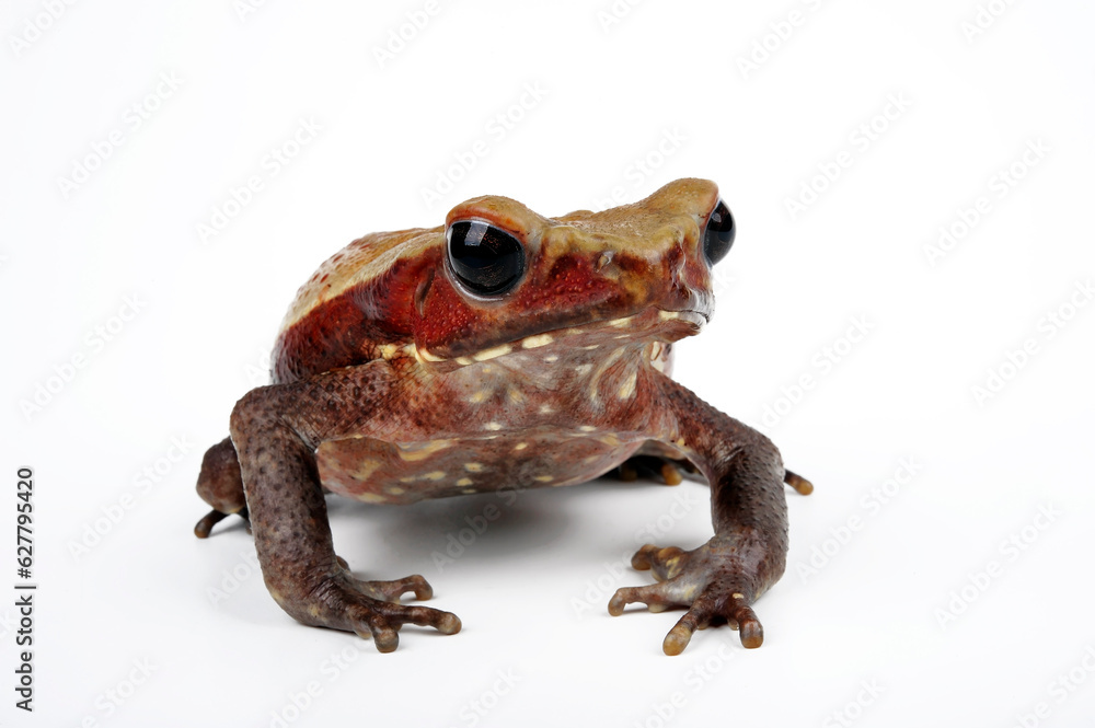 Smooth-sided toad, spotted toad // Tropfenkröte (Rhaebo guttatus) Smooth-sided toad, spotted toad // Tropfenkröte (Rhaebo guttatus)