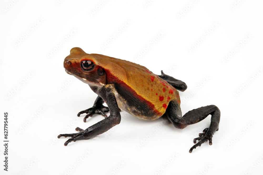 Obraz premium Smooth-sided toad, spotted toad // Tropfenkröte (Rhaebo guttatus)