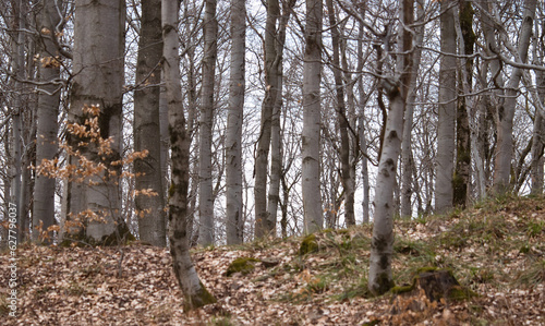 Trees in the Palatinate Forest on a spring day at Thunder Mountain in Dannenfels in Germany. photo