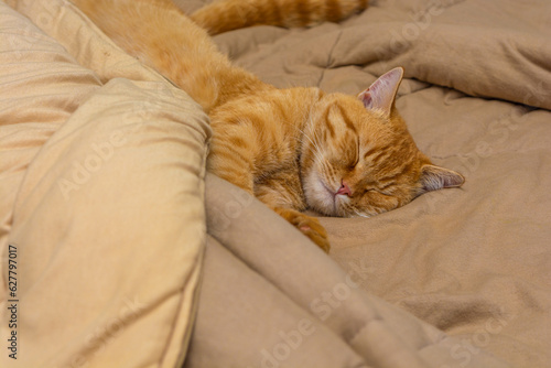 Fototapeta Naklejka Na Ścianę i Meble -  cute ginger cat sleeping