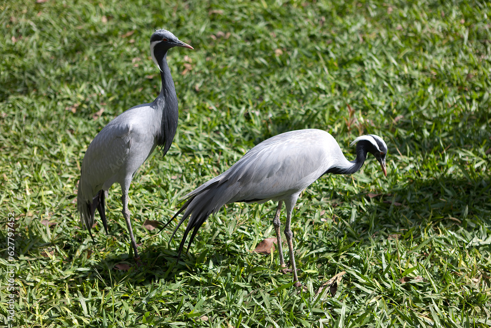 Fototapeta premium Demoiselle crane close-up