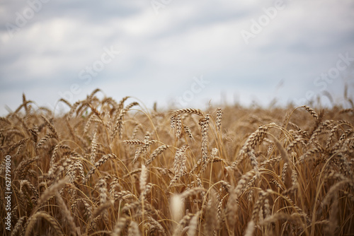 Wheat. Crop ripening on a warm evening day