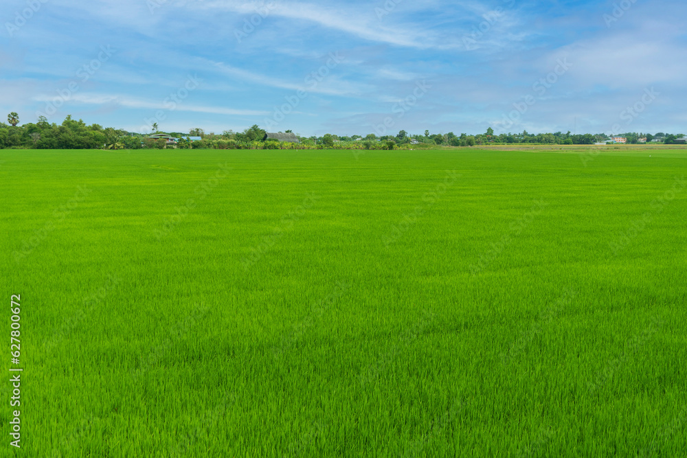 Beautiful view of green wide rice paddy fields and cloudy sky behind the community village in thailand. summer landscape, Plot of land for housing subdivision ,development, sale or investment.