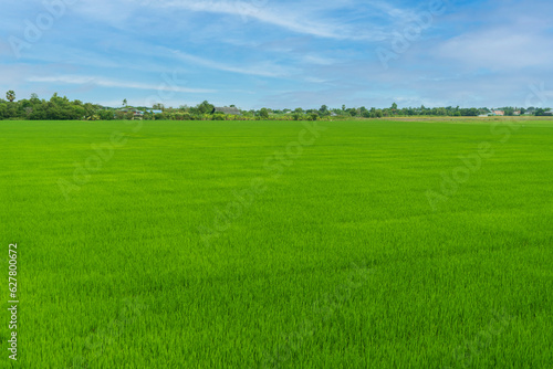 Fototapeta Naklejka Na Ścianę i Meble -  Beautiful view of green wide rice paddy fields and cloudy sky behind the community village in thailand. summer landscape, Plot of land for housing subdivision ,development, sale or investment.