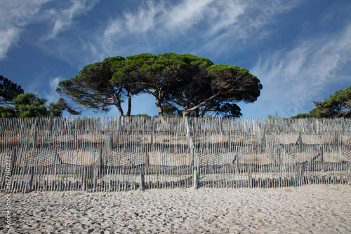 Sand fence to avoid erosion in Calvi Corsica at the mediterranean sea photo