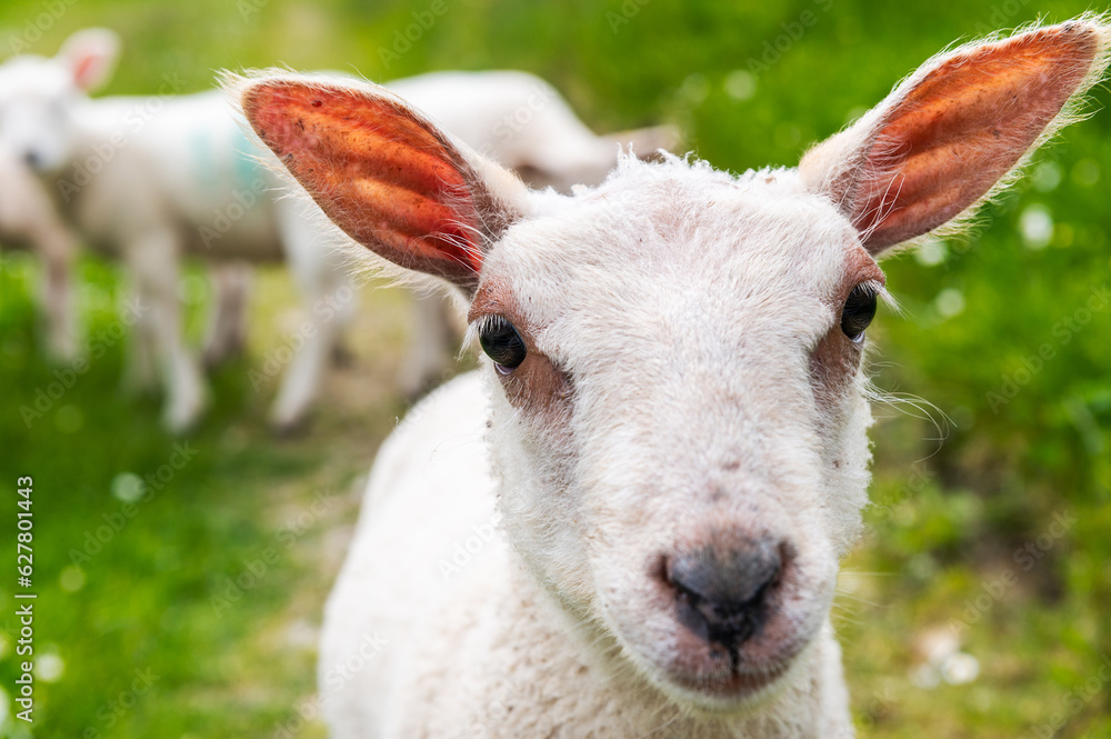 Fototapeta premium Jeune agneau blanc regardant le photographe