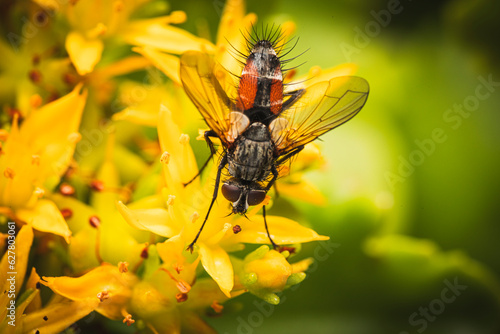Fliege makro an gelber Blüte © scaleworker