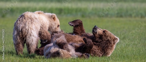 Nursing brown bear, Katmai, Alaska