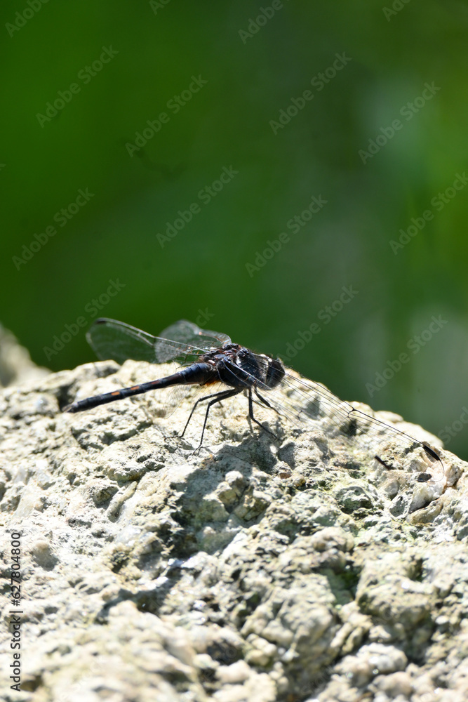 closeup the dark blue dragonfly hold on grey brown stone soft focus natural green brown background.