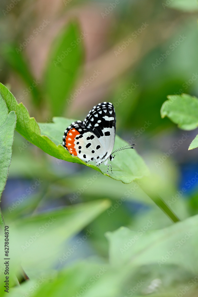 Obraz premium closeup the beautiful orange white black color butterfly hold on the dahlia flower plant leaf soft focus natural green brown background.