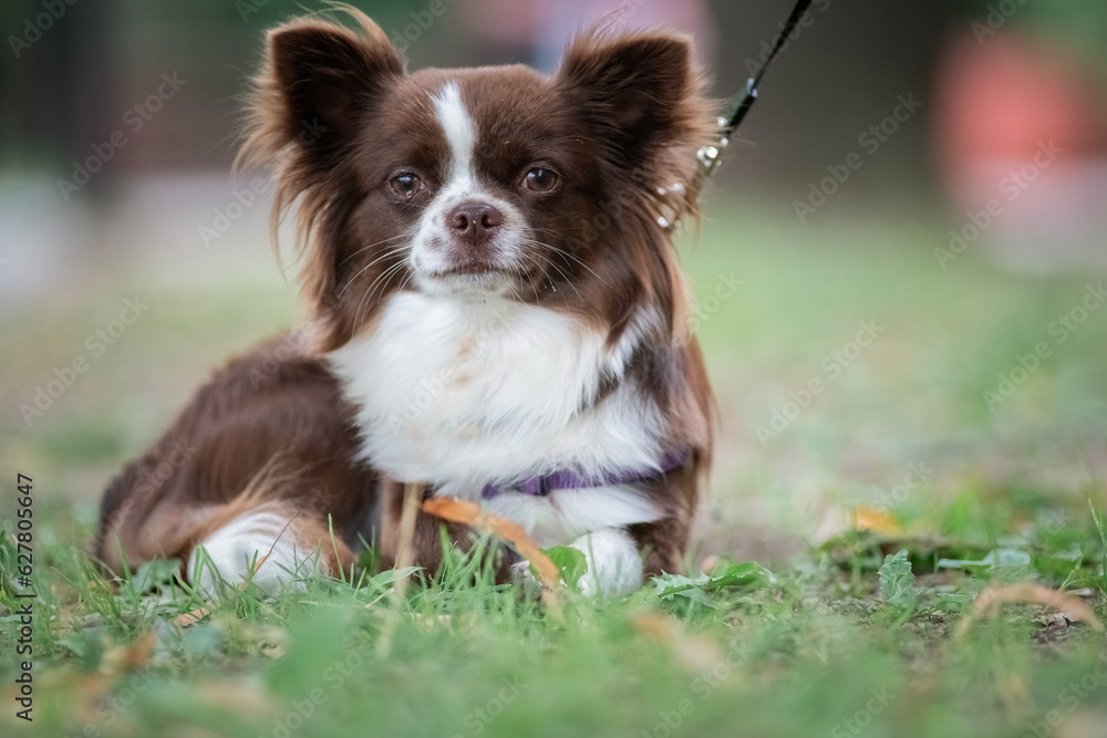 Portrait of a beautiful purebred chihuahua close-up on the grass. Portrait of a beautiful purebred chihuahua close-up on the grass.
