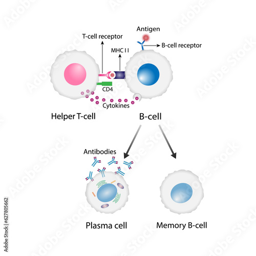 Activation B-cell leukocytes. B lymphocyte differentiation. Plasma cell and memory B cell. B cell and T cell interaction. Vector illustration.

