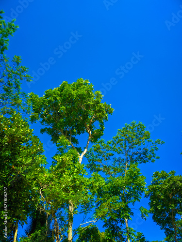 Beautiful green foliage tree against blue sky background